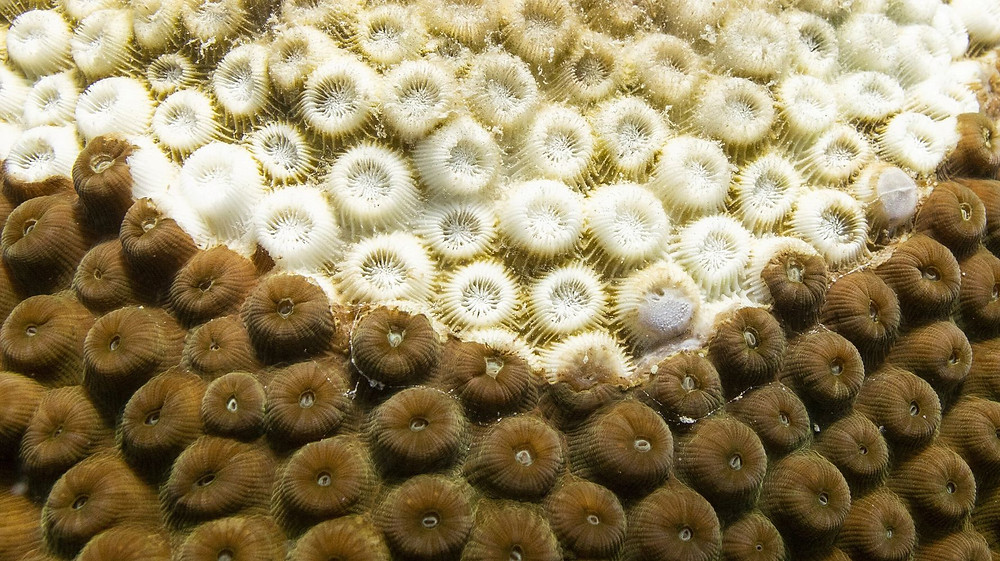 Carbono orgánica acuario