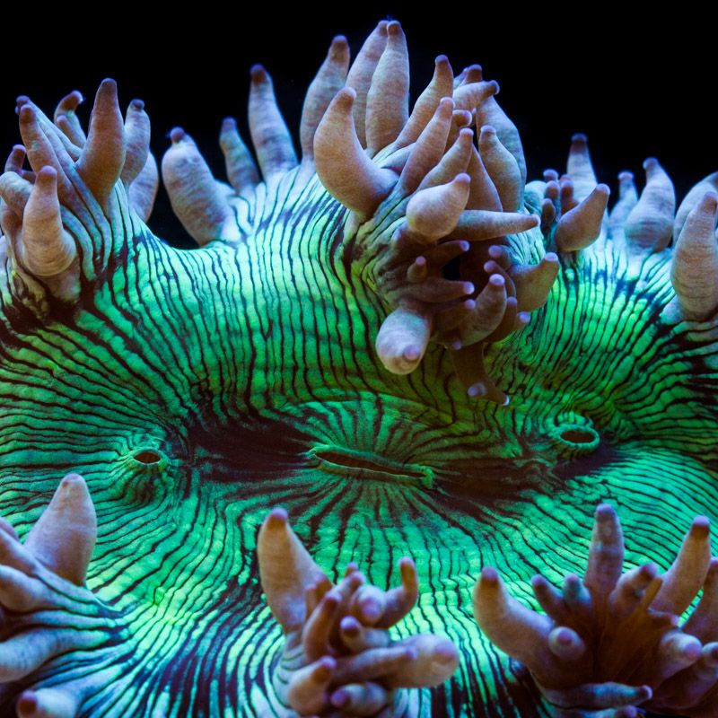 lps, coral, acuario, corales, elegant coral, coral elegante