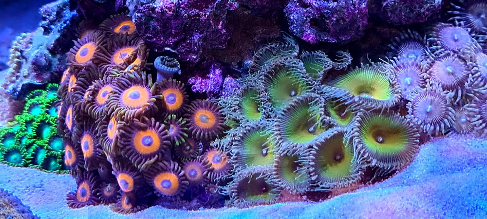 NOPOX