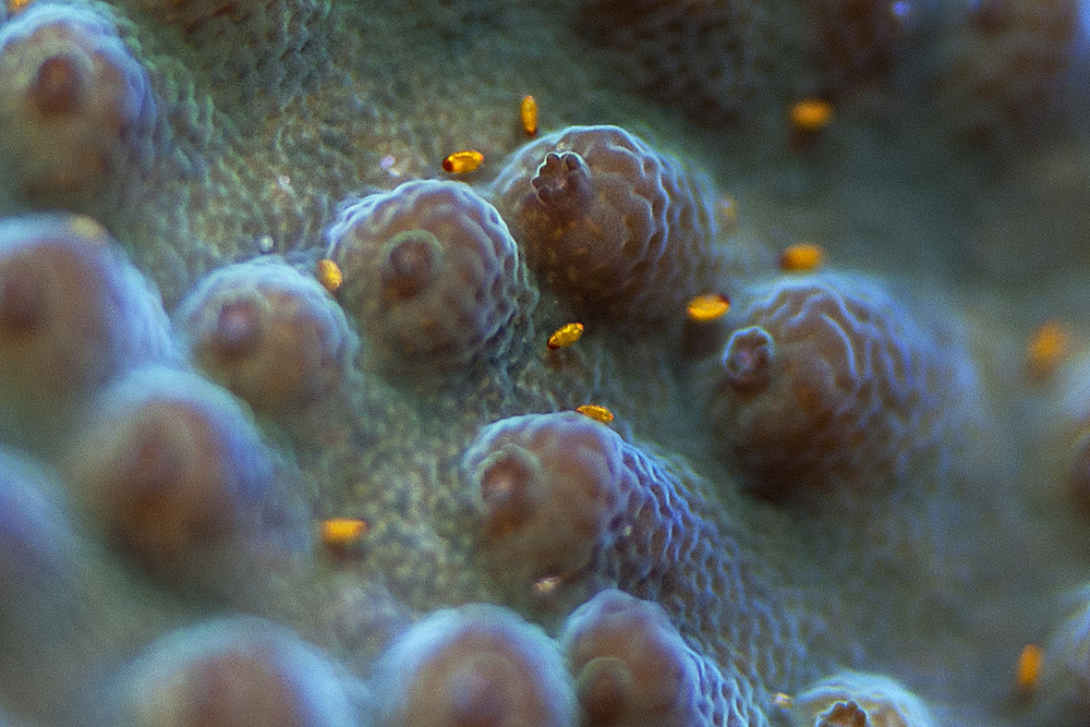 red bugs, pulgas rojas, Tegastes acroporanus