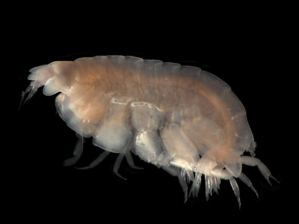 anfípodo Lysianassid