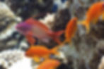 skimmer acuario marino
