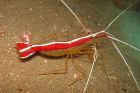 Lysmata grabhami