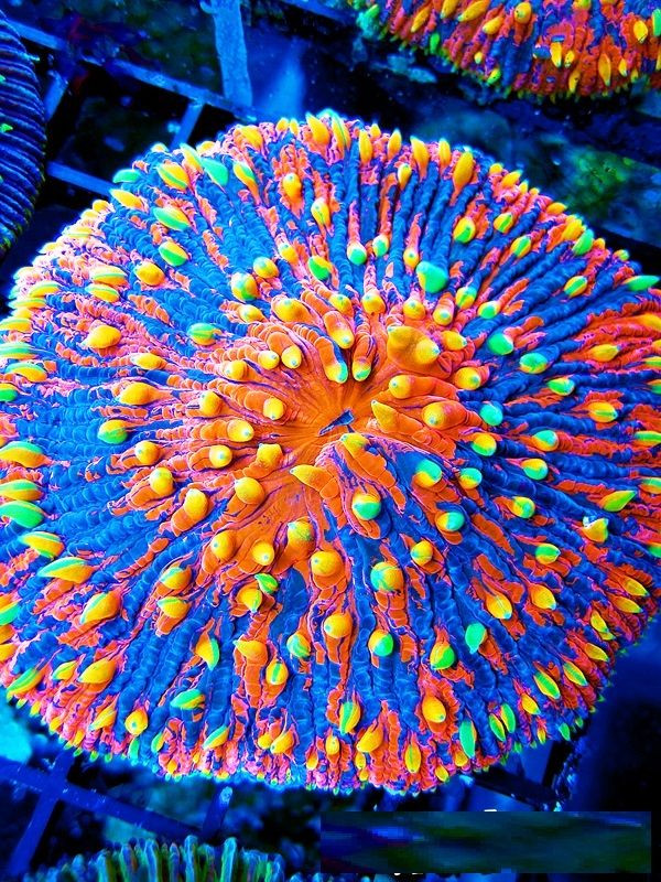 lps, coral, acuario, corales, fungia