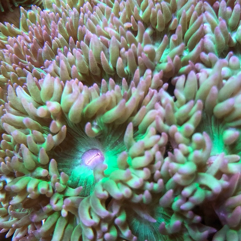 lps, coral, acuario, corales