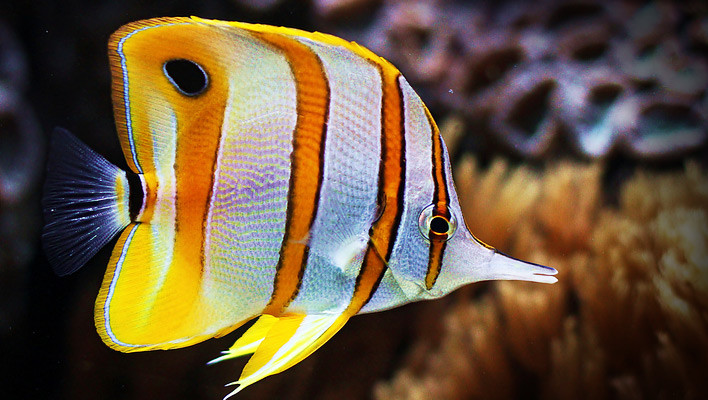 Chelmon rostratus