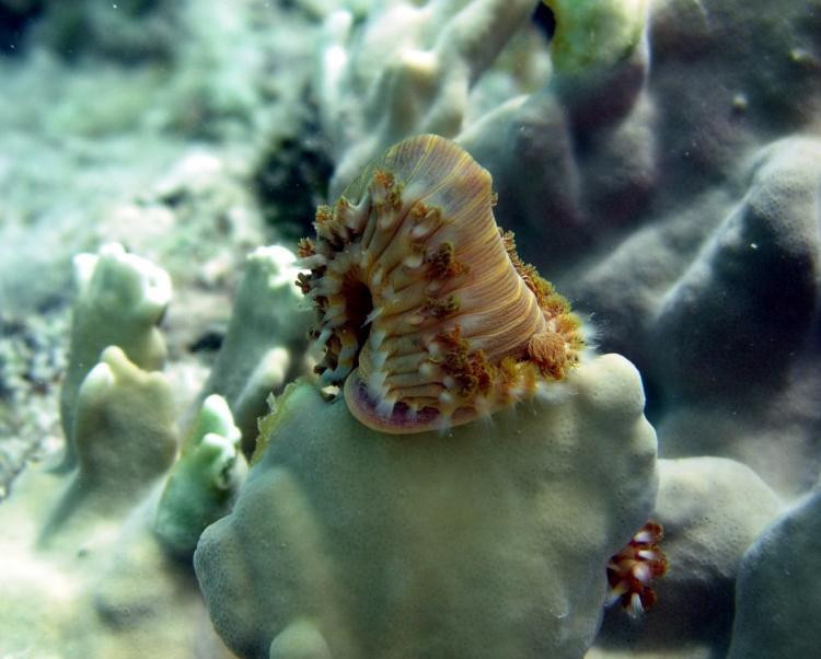 Hermodice carunculata