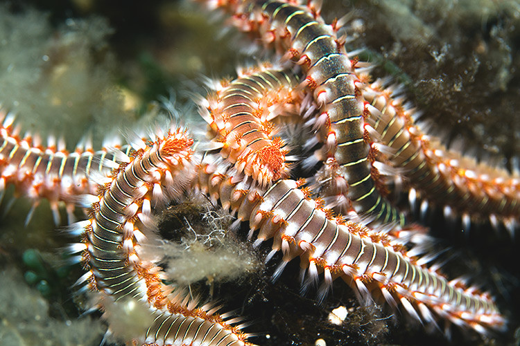 Hermodice carunculata, gusanos de fuego