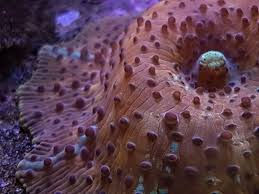 discosoma