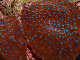 discosoma