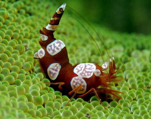 Thor amboinensis, camarón anémona bailarina, camarón sexy