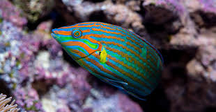 Halichoeres melanurus