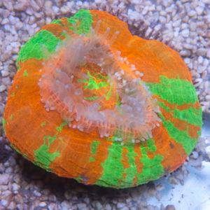 lps, coral, acuario, corales, scolymia