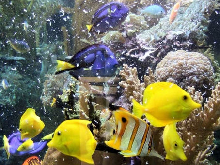 El reactor de azufre en el acuario marino