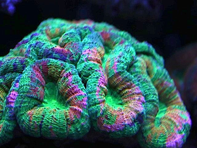 lps, coral, acuario, corales
