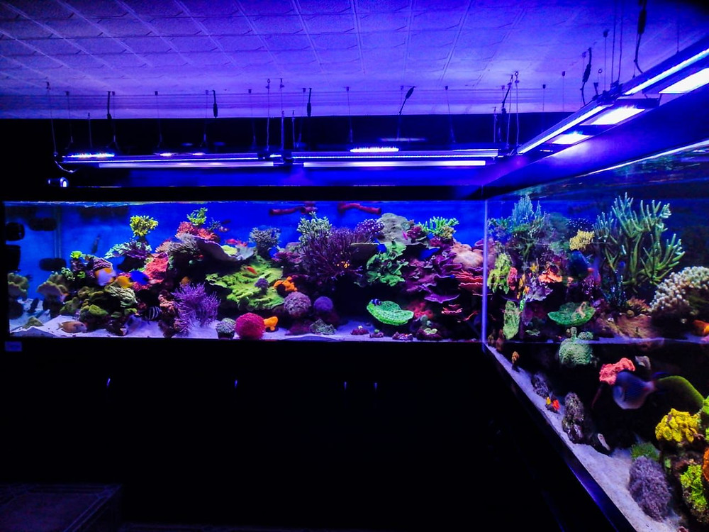 Sustrato del acuario