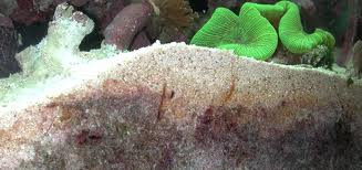 cama profunda acuario