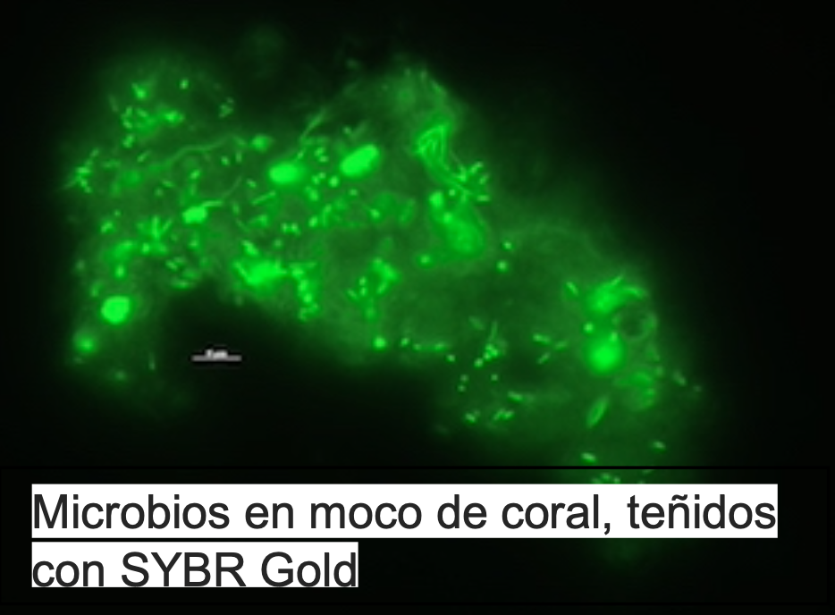 Moco del coral