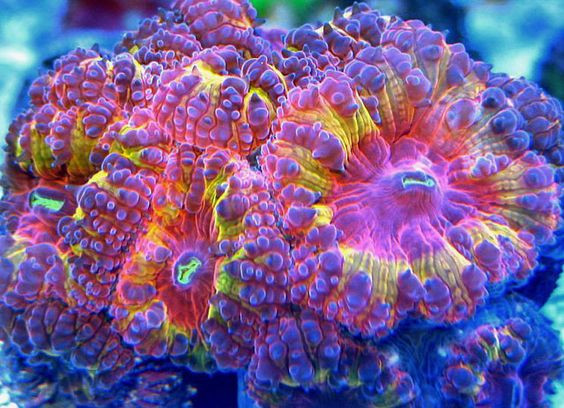 blastomusa welsi, LPS, corales acuario