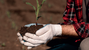 PLANT THE SEEDS