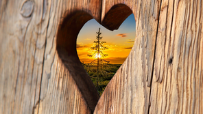 Living With an Undivided Heart in a Distracted World