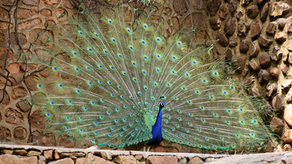 Bragging Rights - November 26