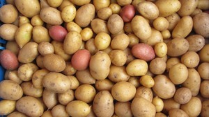 You Reap What You Sow - April 16