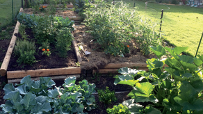PREPARE THE SOIL