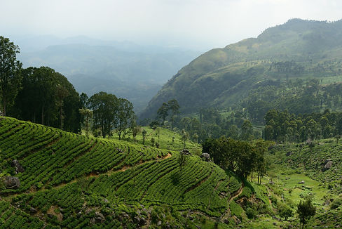 T&C Media website pictures (11)_edited.jpg