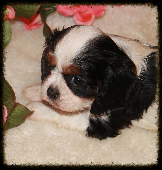 3be896_d932ca5ee00d42b18dfd39562f085089