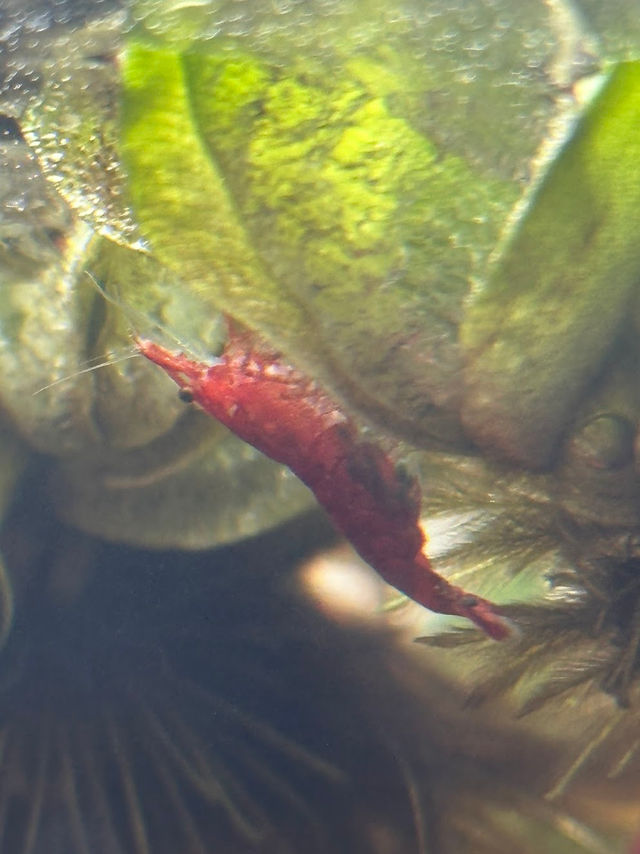 Berried cherry shrimp