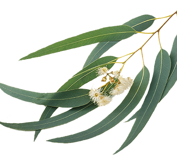 Eucalyptus.png