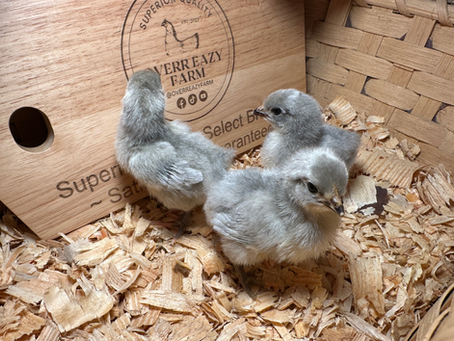Chicks, Pullets, or Hens: What Is the Best Age to Buy Chickens for Your Backyard Flock?