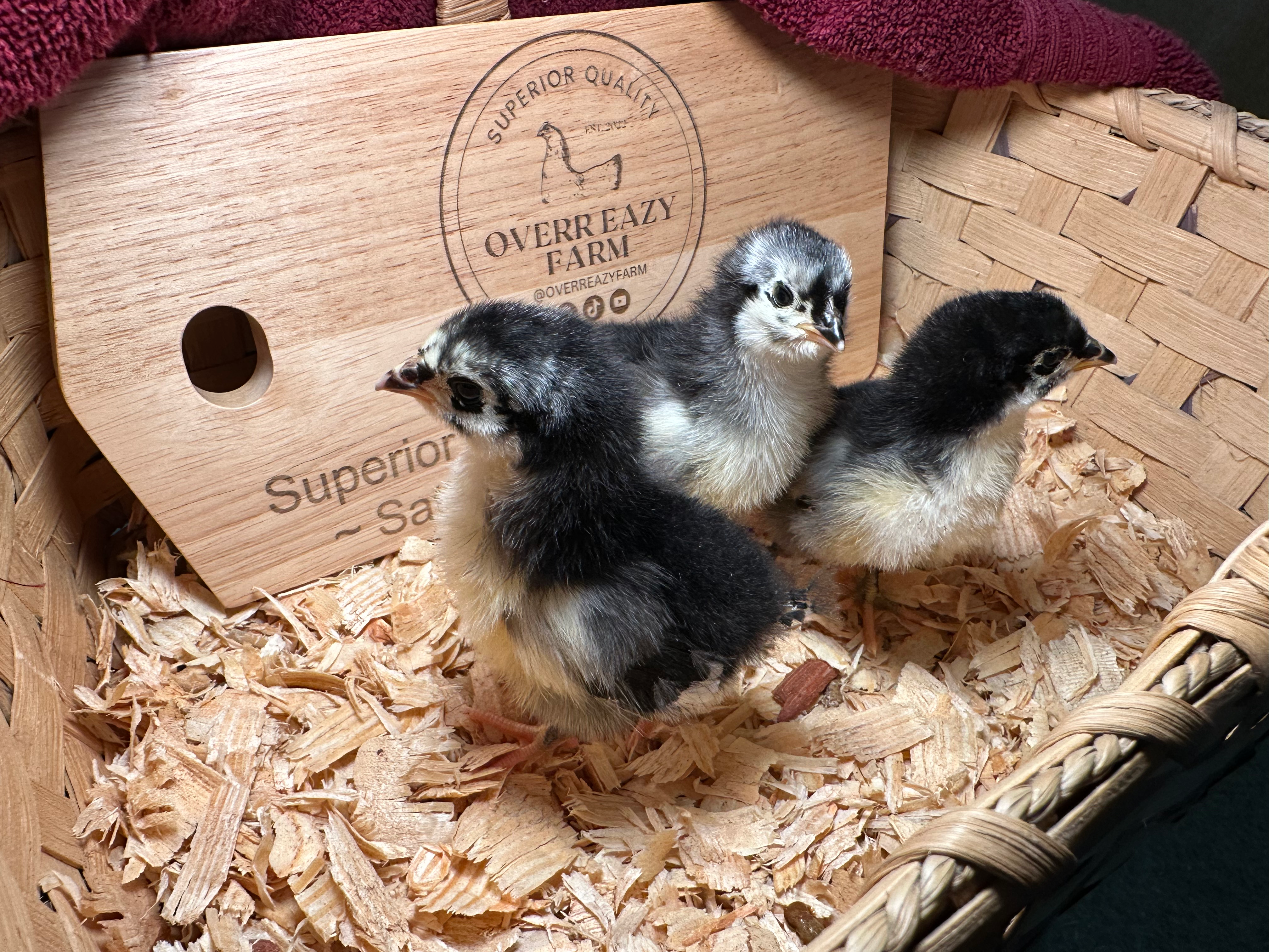 Black Australorp Day-old Chicks