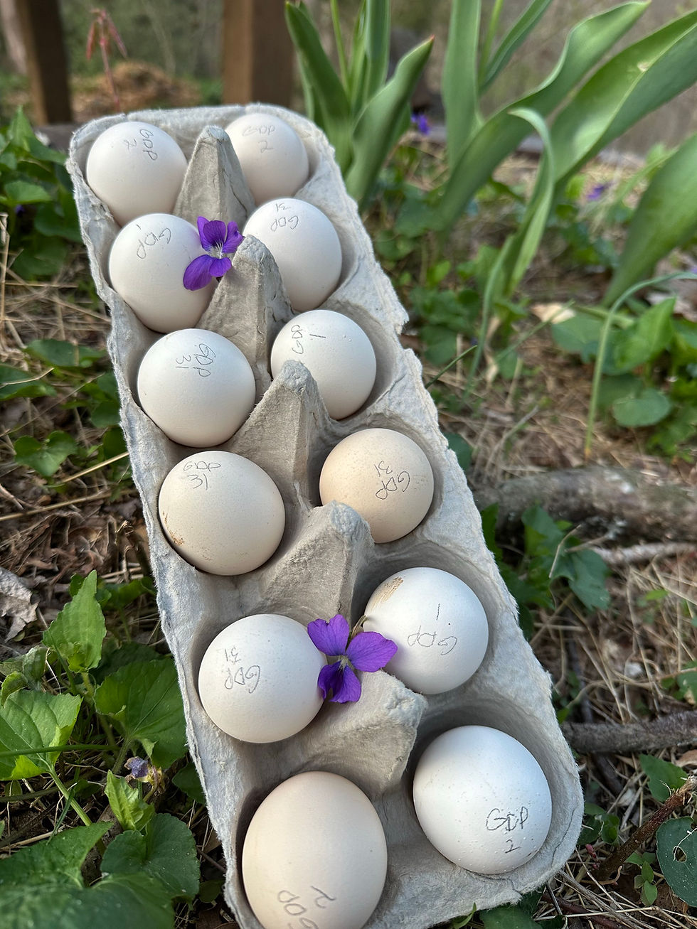 Golden Duckwing Phoenix hatching eggs from Overr Eazy Farm select breeding program in North Carolina