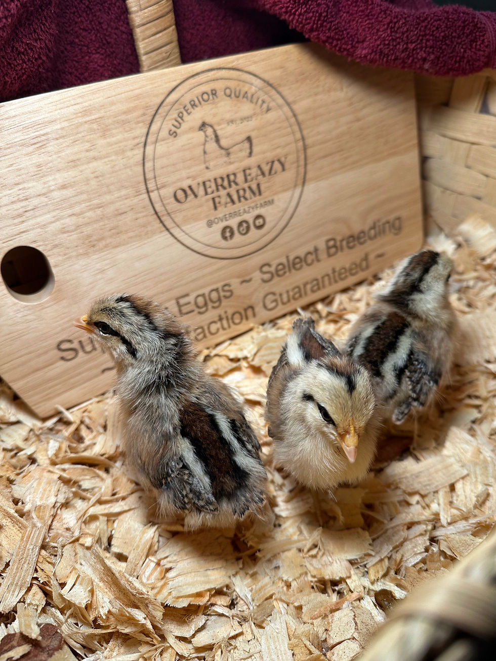 Thumbnail: Golden Duckwing Phoenix chicks in basket with farm logo from superior quality poultry Overr Eazy Farm NC