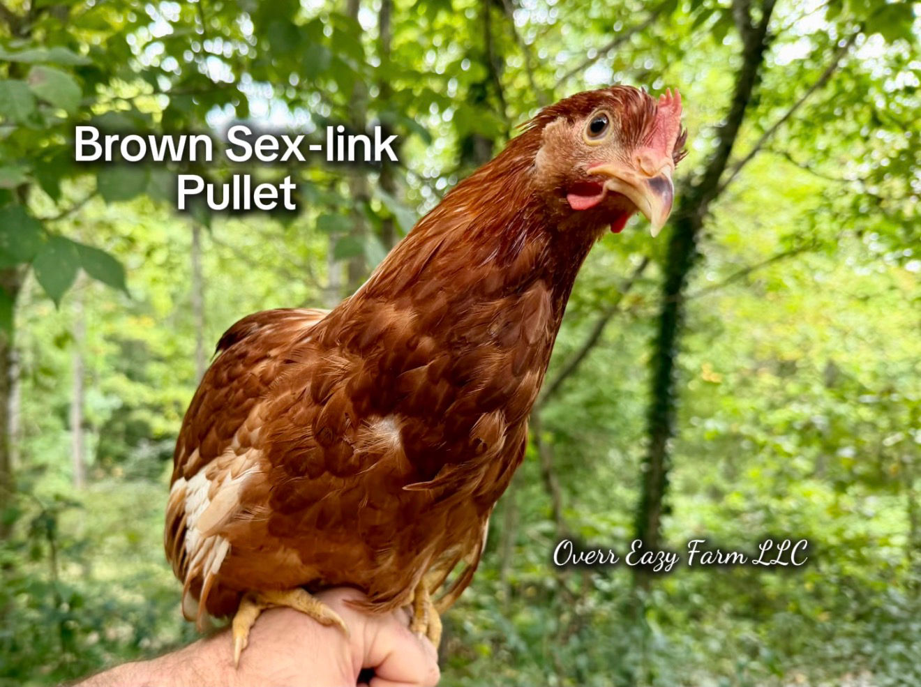 Brown Sex-Link Pullets (Juvenile Hens)