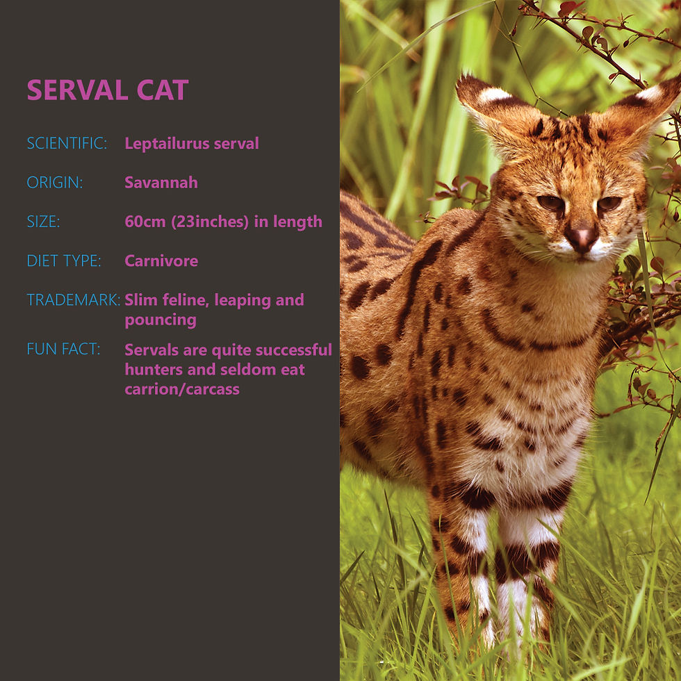 Serval Cat- Animal of the Week