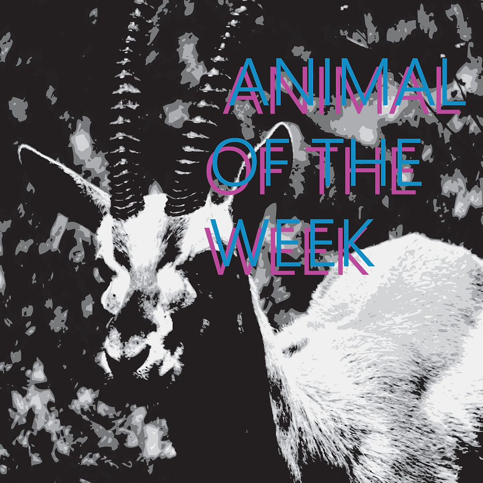 Gazelle -ANIMAL OF THE WEEK