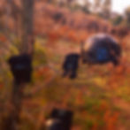 Protective gear- pads 1- WILDCAT- ZA