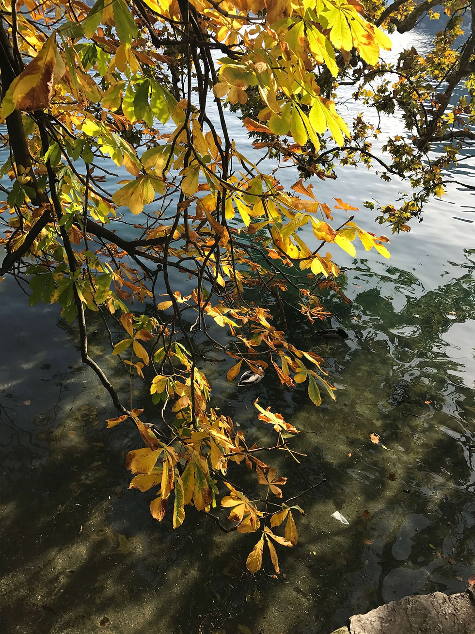Albero con foglie gialle in riva al lago