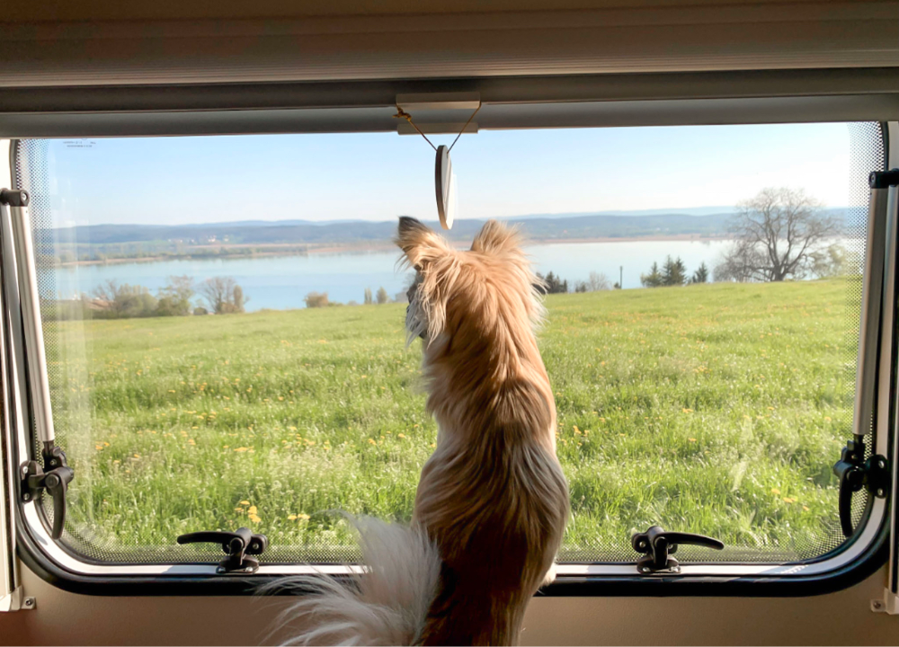 Foto del nostro cane che guarda fuori dalla finestra del camper: vista su un prato e in lontananza il lago