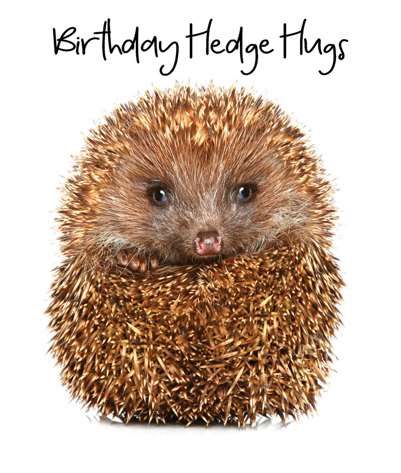 Hedgehog