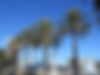 palm tree jax.jpg