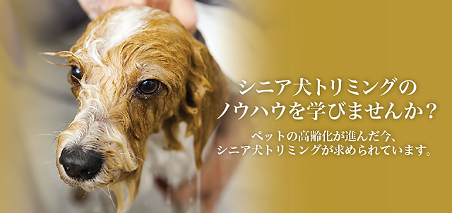 Jago 日本エージングルーミング協会 シニア犬トリミングを学ぶ Jago 日本エージングルーミング協会 シニア犬トリミングを学ぶ