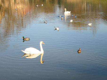 THE ULTIMATE ANTI VIRUS: The Spirit of a PETITION