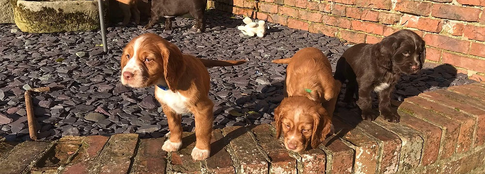Working Cocker Spaniel puppies enjoying the sun