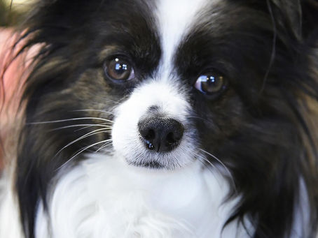 Exercise for a Big Personality in a Small Body (Why Your Papillon Needs More Than a Backyard Wander)