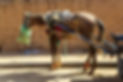 A malnourished and injured cart horse stands in a street of Morocco, North Africa, still l