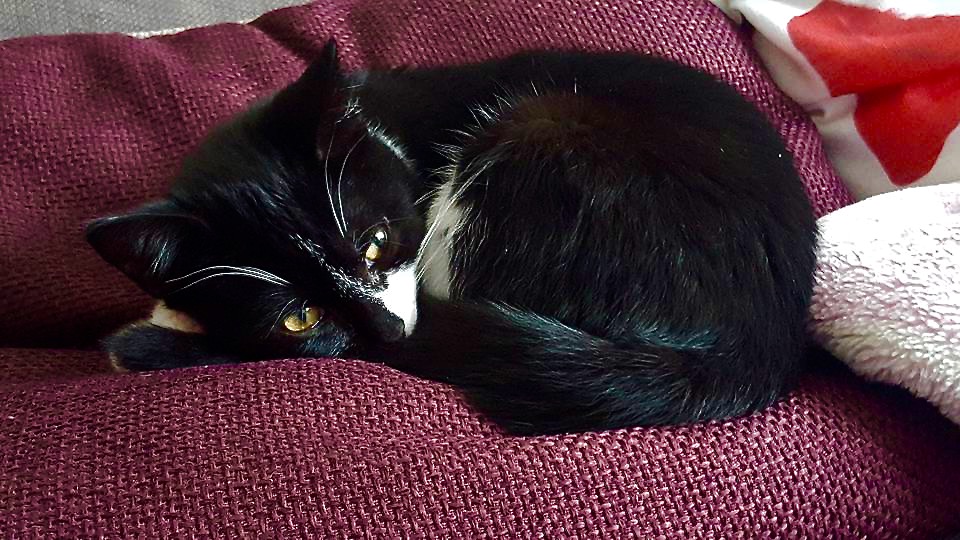 Feline Leukemia Virus